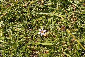 08013 blue pigroot v1