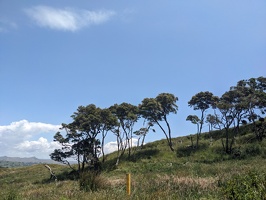 20241130 233500891 some trees