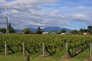 07388 grapes and mountain range v1