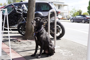 07397 patient dog v1