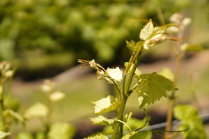 07430 vines v1