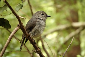 00079 kakaruai  s island robin v1