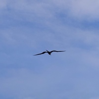 00888 great frigatebird v1