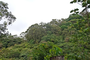 00896 tropical forest v1