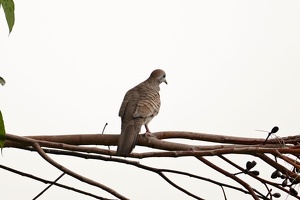08792 zebra dove v1