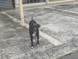 20250101 204051960 dog v1