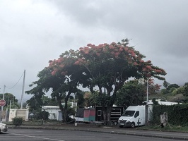 20250101 204344373 not pohutukawa v1