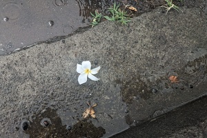 20250101 211951354 white frangipani flower v1
