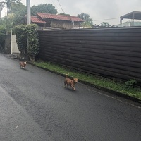 20250101 220939964 two puppies v1