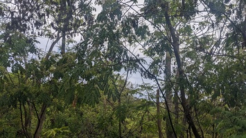 20250101 221650493 forest