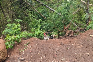 20250101 221706197 red junglefowl near the city v1