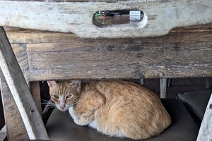 20250102 003452751 cat at o belvedere v1