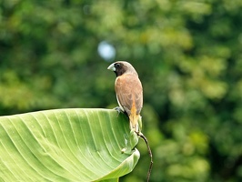 00925 chestnut breasted munia v1