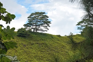 00943 green v1