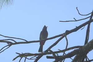 00958 red vented bulbul v1