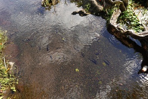 00967 fishes