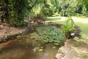 00972 lily pads