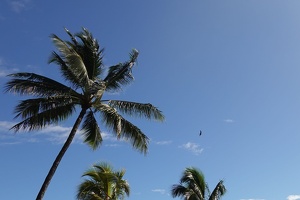 00975 tropicbird flying by v1