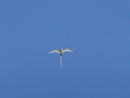 00979 white tailed tropicbird v1