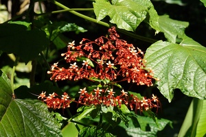 00988 pagoda flower v2