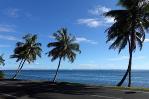 01004 palm trees along road v1