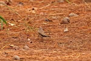 08837 common waxbill v1