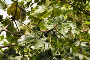 08850 smol birb in the forest v1