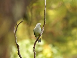 08871 grey green fruit dove v1