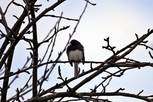 08923 dark eyed junco v1