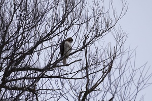 08932 red tailed hawk v1