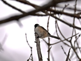 08950 black capped chickadee v1