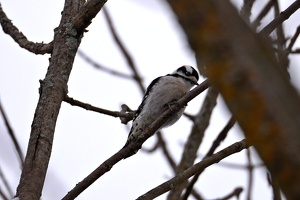 08958 downy woodpecker v1