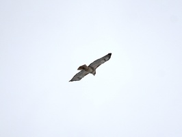 08970 red tailed hawk in flight v1