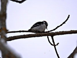 08972 downy woodpecker getting at it v1