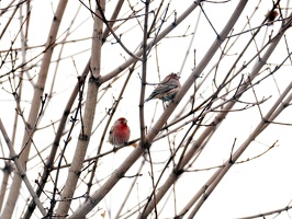 08983 house finches v1