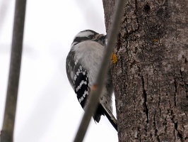 08991 downy woodpecker and tree v1