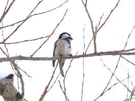 08994 black capped chickadee v1