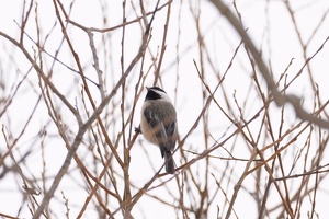 09005 black capped chickadee v1