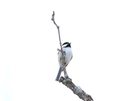 09007 black capped chickadee v1
