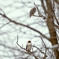09025 two hawks v1
