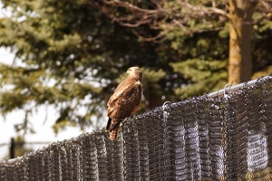 01012 red tailed hawk v1