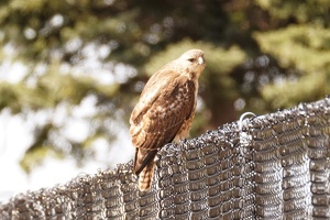 01015 derpy hawk v1