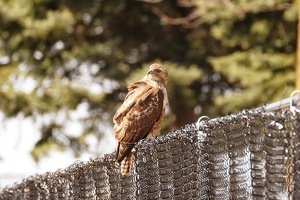 01017 hawk v1
