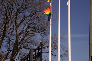 01035 hawk and flag v1