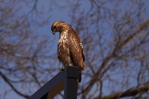 01037 red tailed hawk v1