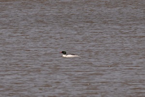 01042 common merganser v1