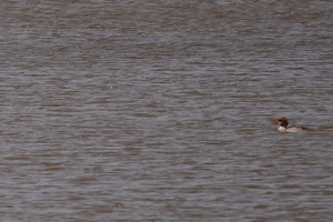 01042 common merganser v2