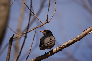 01054 american robin v1