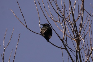 01059 crow v1