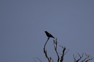 01061 crow v1